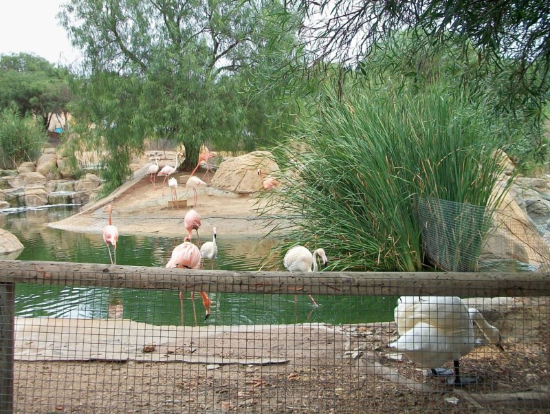 zoo 9 kopie(1)